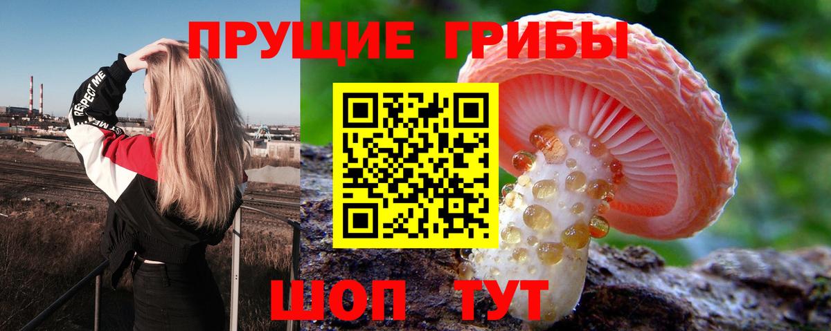 Галлюциногенные грибы Psilocybe Астрахань